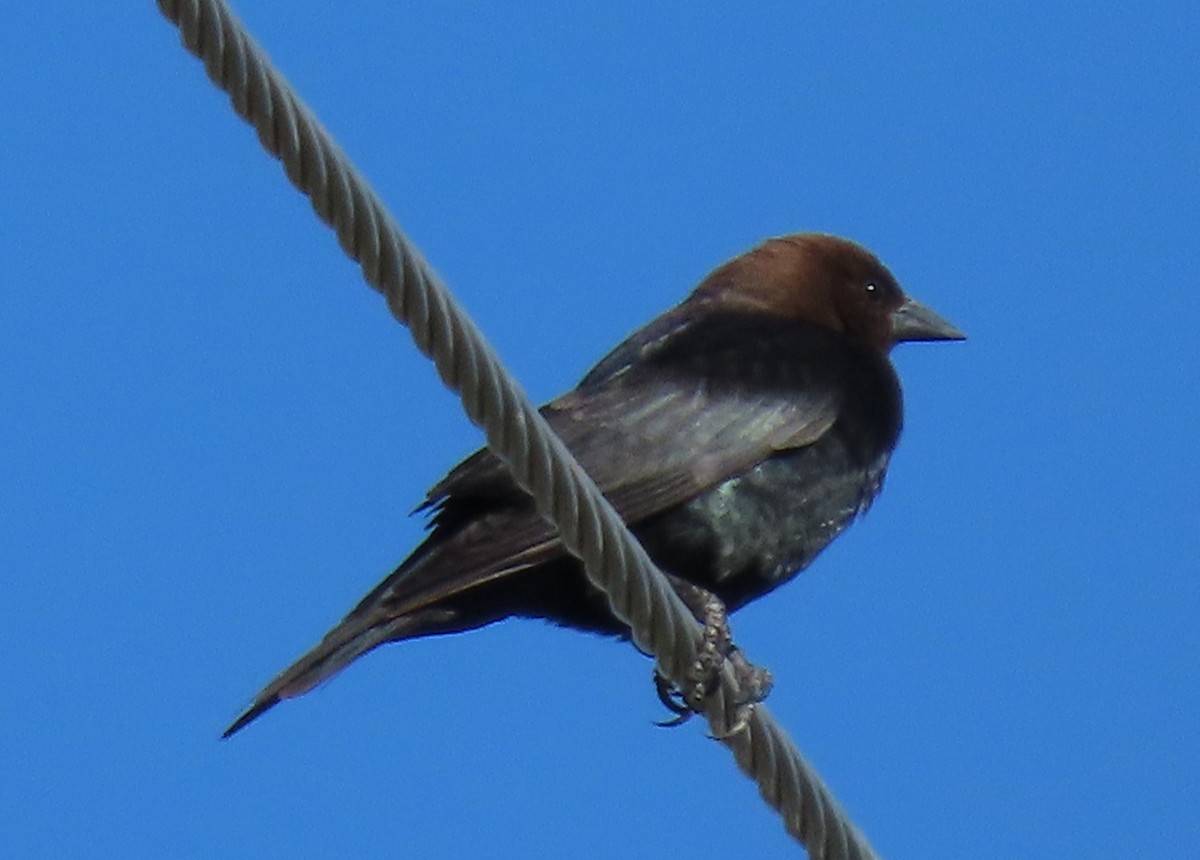 Brown-headed Cowbird - ML386352221