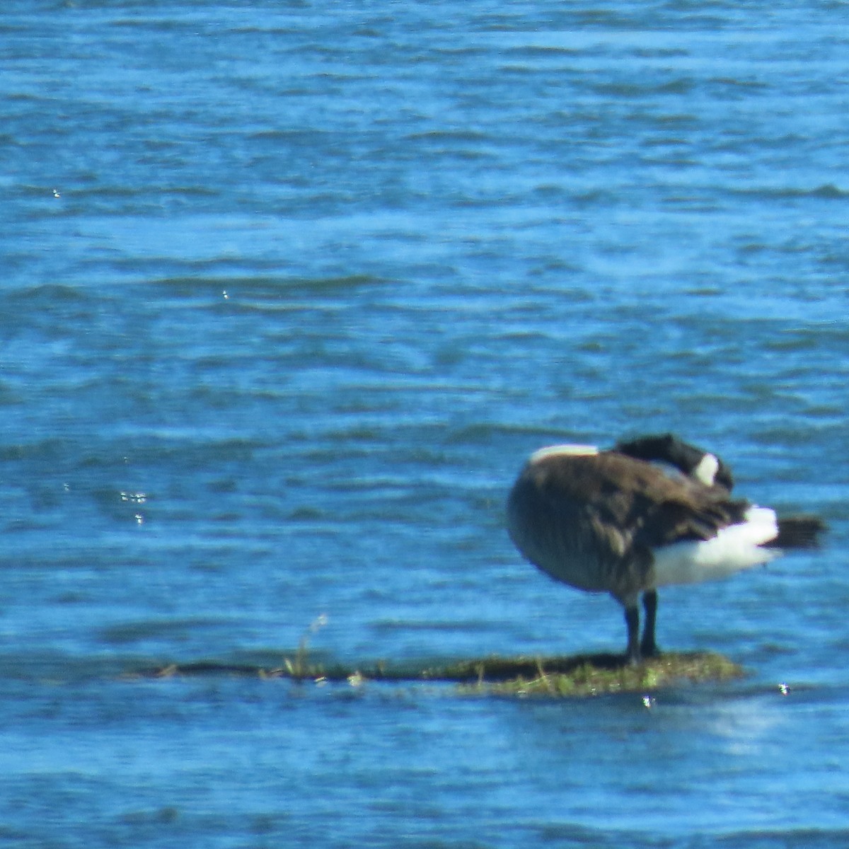 Canada Goose - ML386352351