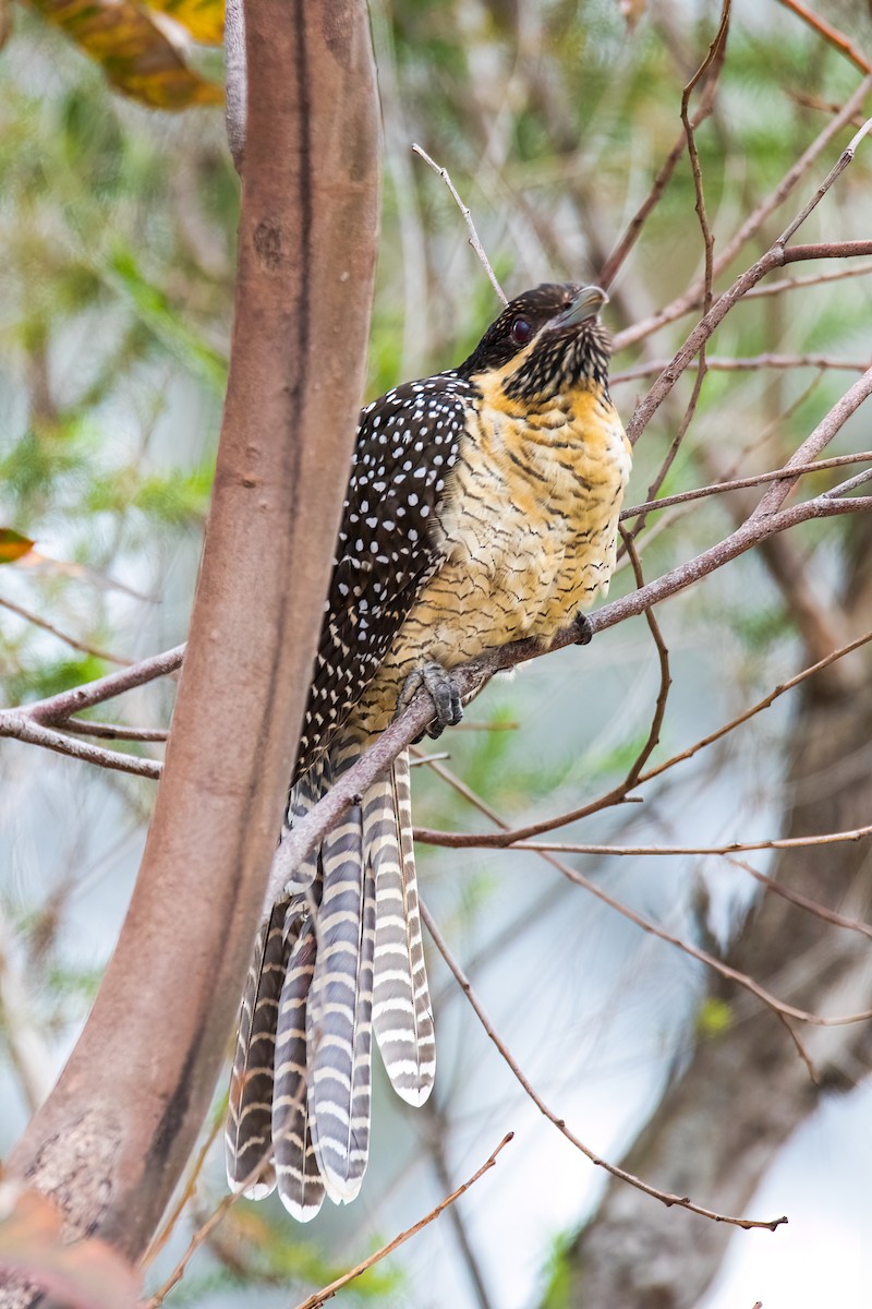 Pacific Koel - ML386352691