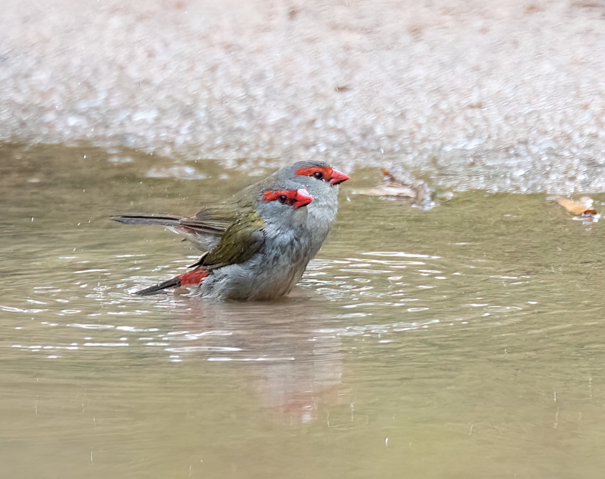 Red-browed Firetail - ML386353031