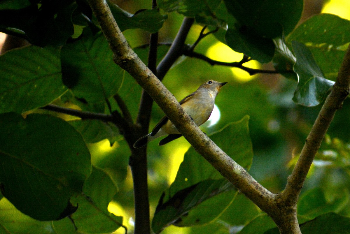 Red-breasted Flycatcher - ML386354191