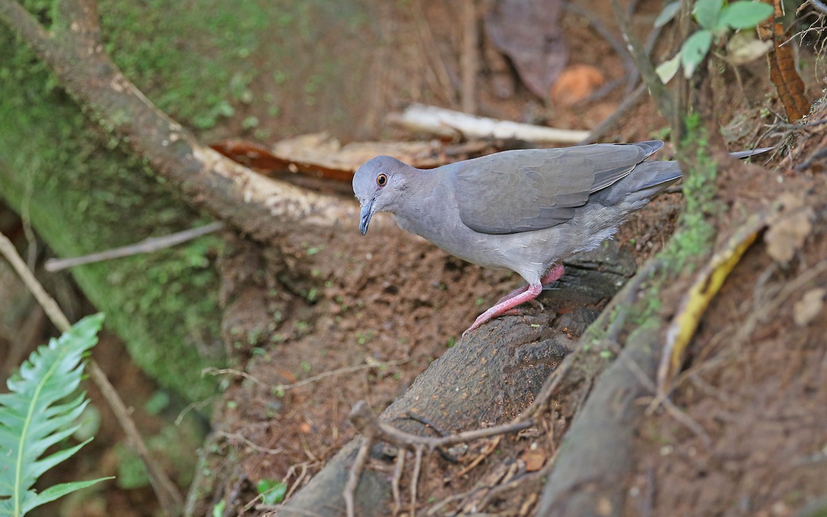 White-tipped Dove - Christoph Moning