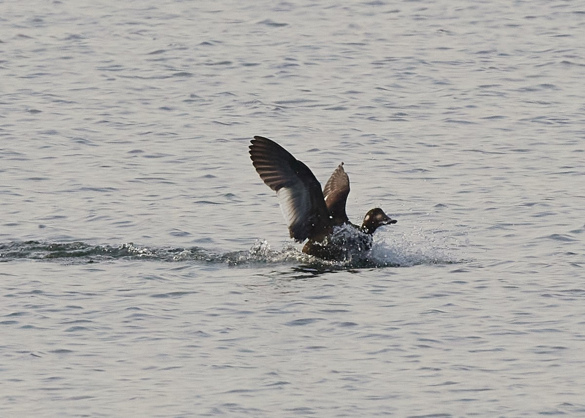 White-winged Scoter - ML386355481