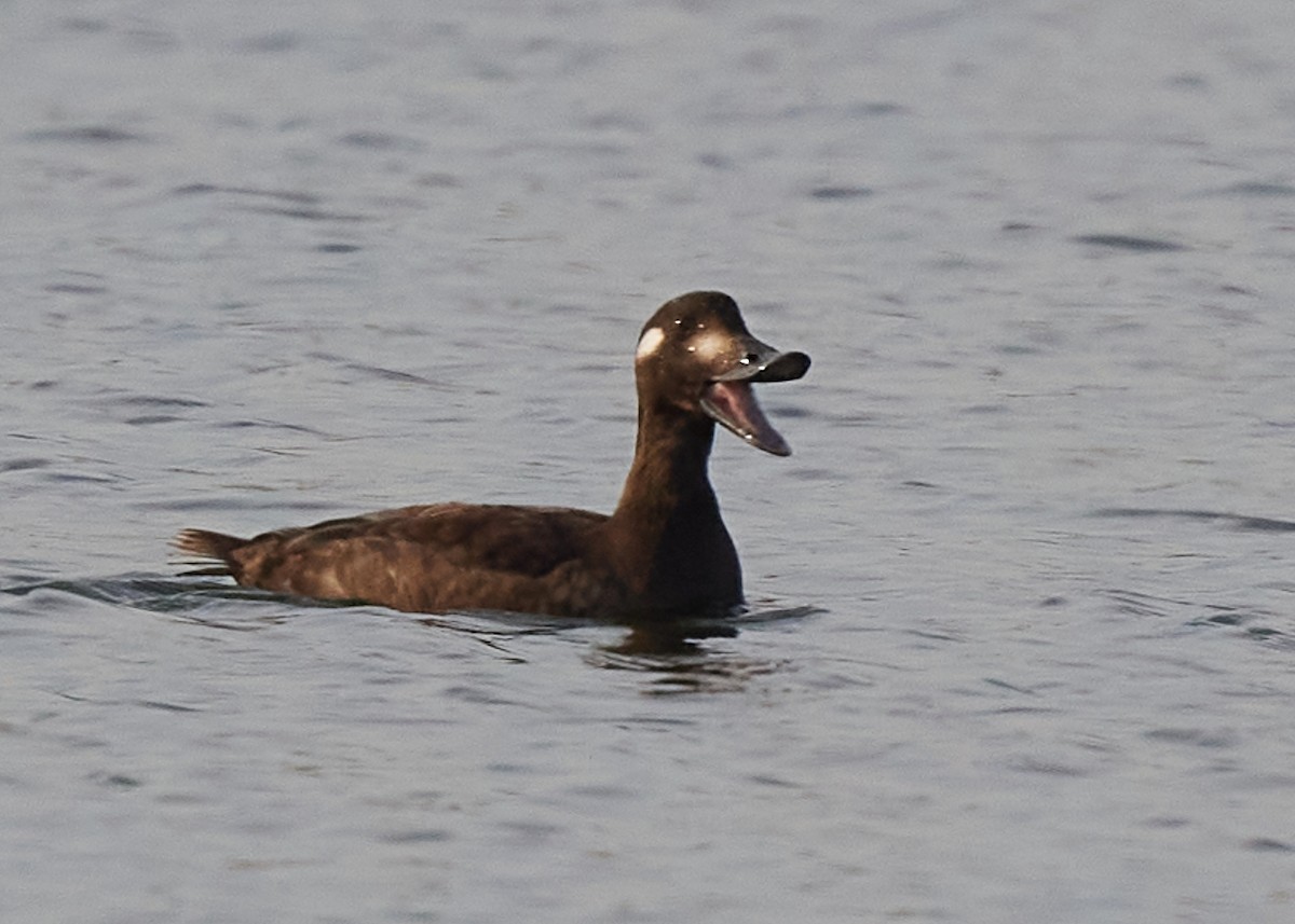 White-winged Scoter - ML386355491