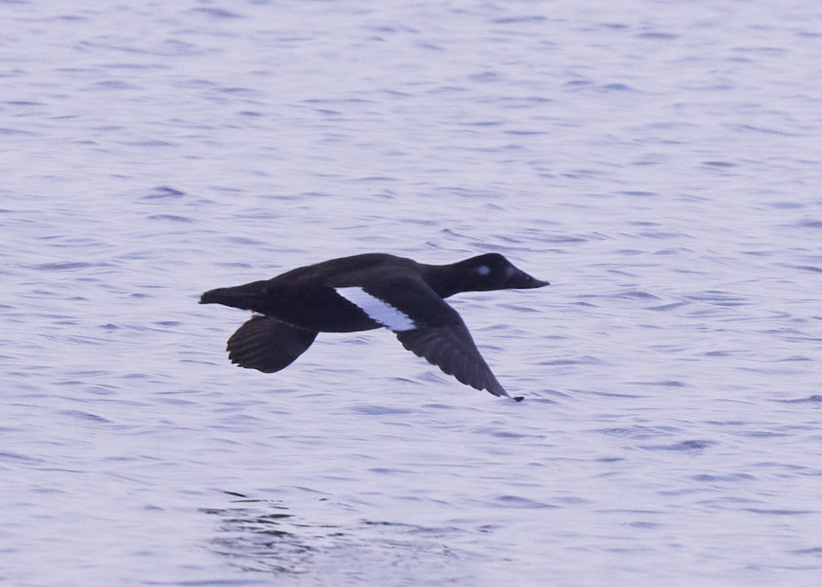 White-winged Scoter - ML386355501