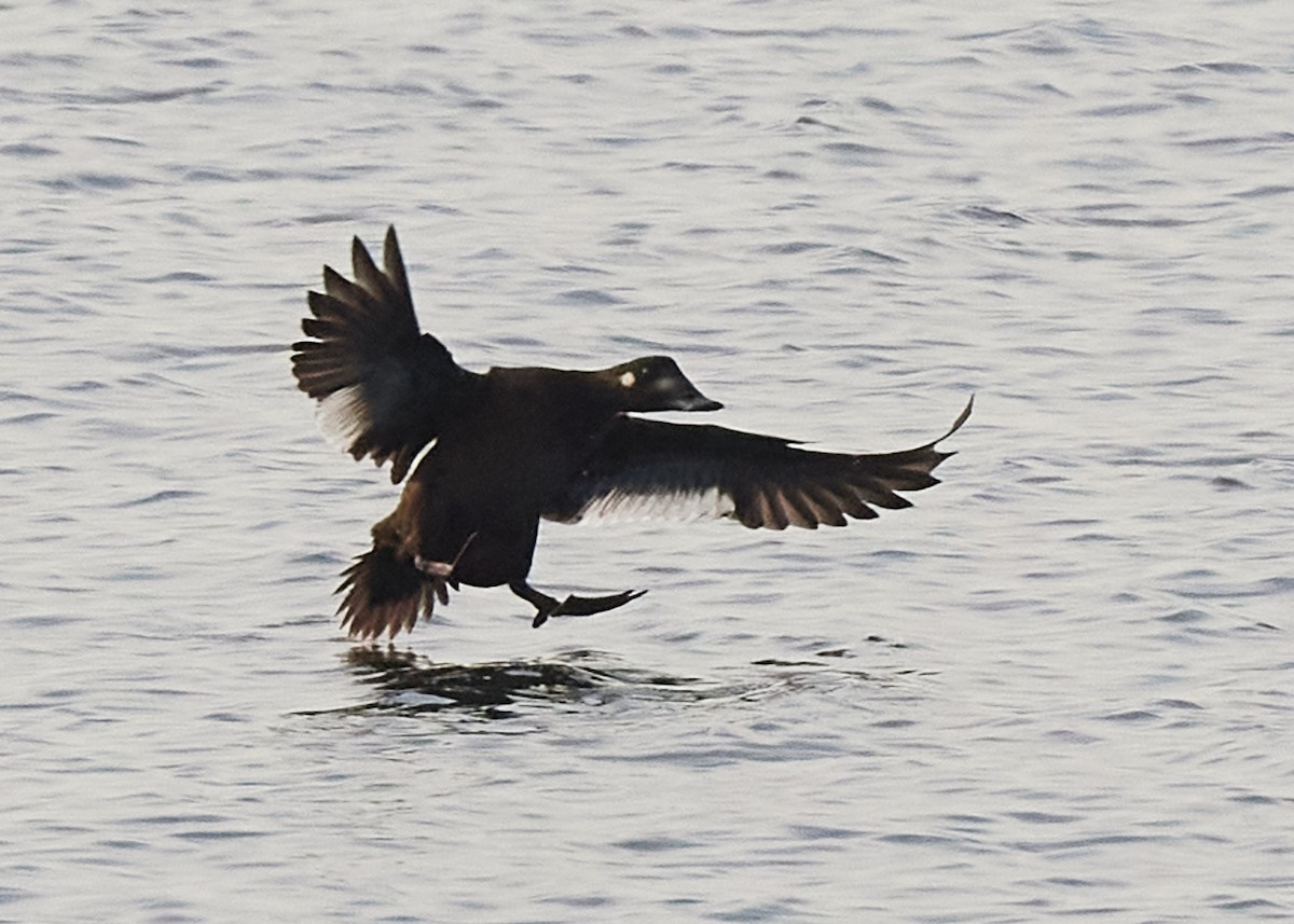 White-winged Scoter - ML386355511