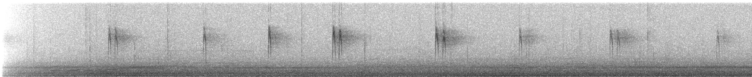 White Wagtail (ocularis) - ML386356311