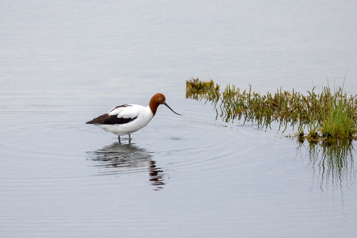 Avocette d'Australie - ML386356881