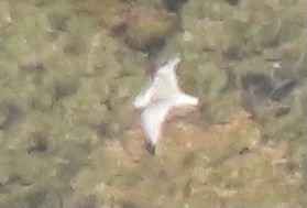 Black-legged Kittiwake - ML386356891