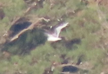 Black-legged Kittiwake - ML386356901