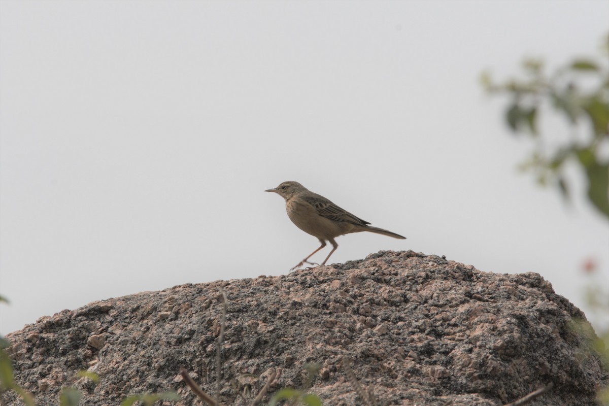 Long-billed Pipit (Indian) - Nitin Srinivasa Murthy