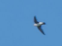 Siberian/Asian House-Martin - ML386358251