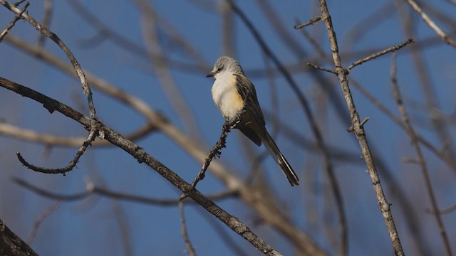 Scissor-tailed Flycatcher - ML386358611