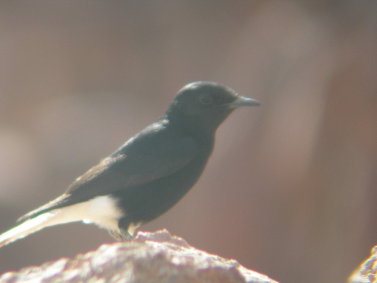 White-crowned Wheatear - ML386360161