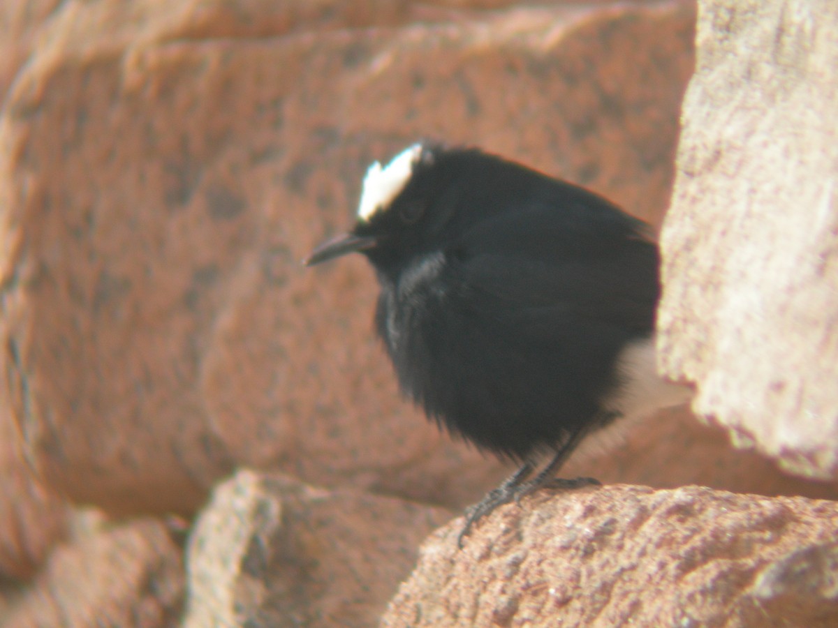 White-crowned Wheatear - ML386360171