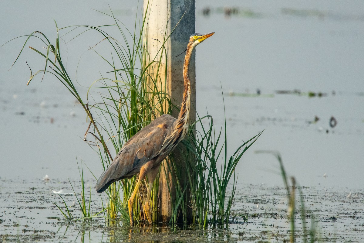 Purple Heron - ML386361111