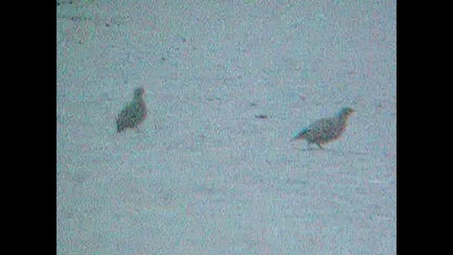 Sand Partridge - ML386362161