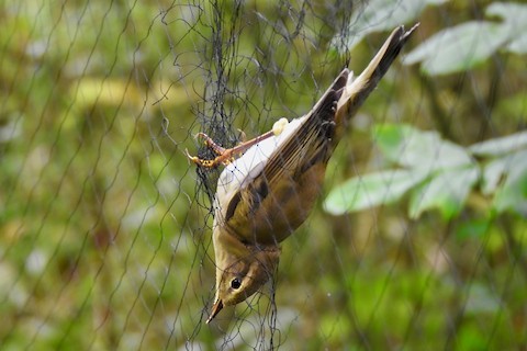 Willow Warbler - ML386362701