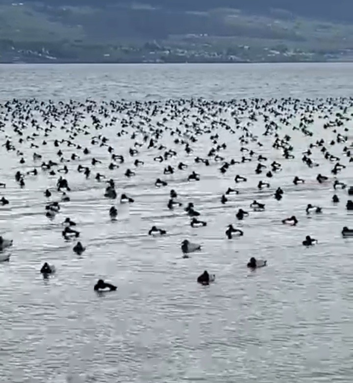 Common Pochard - ML386364161