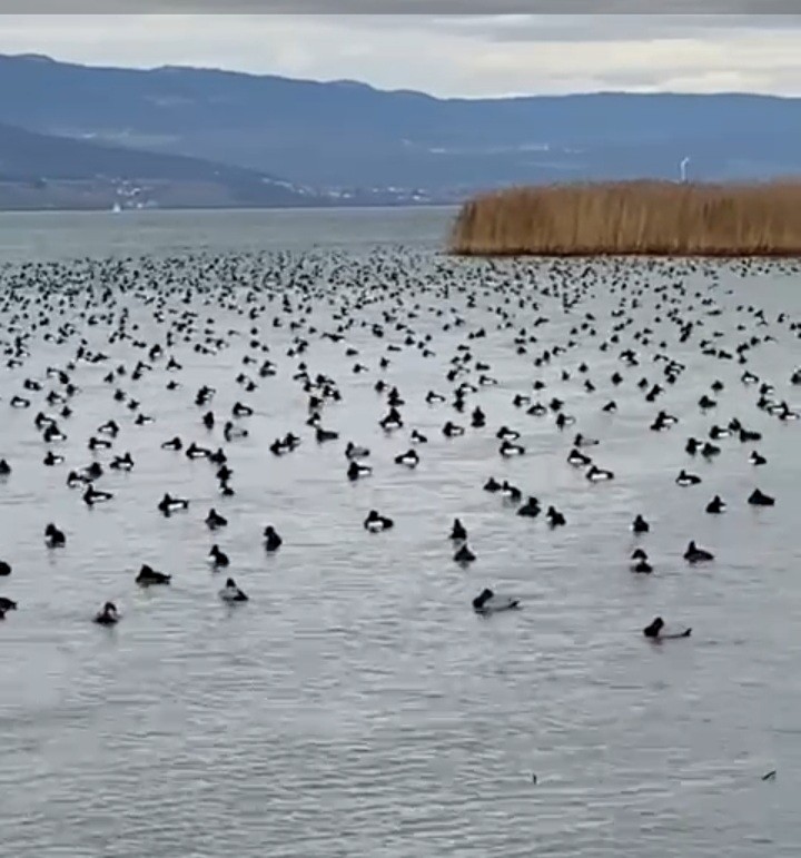Tufted Duck - ML386364191
