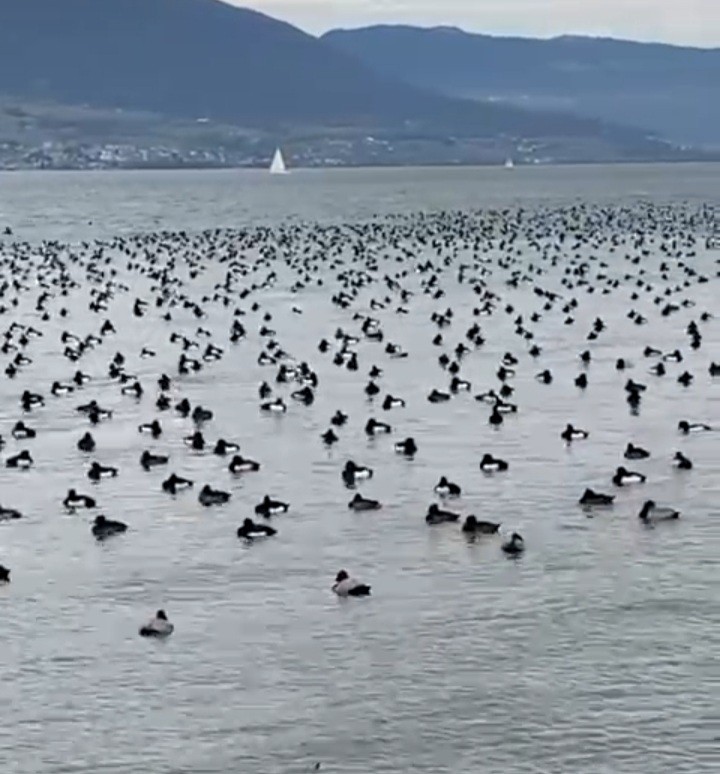 Tufted Duck - ML386364201