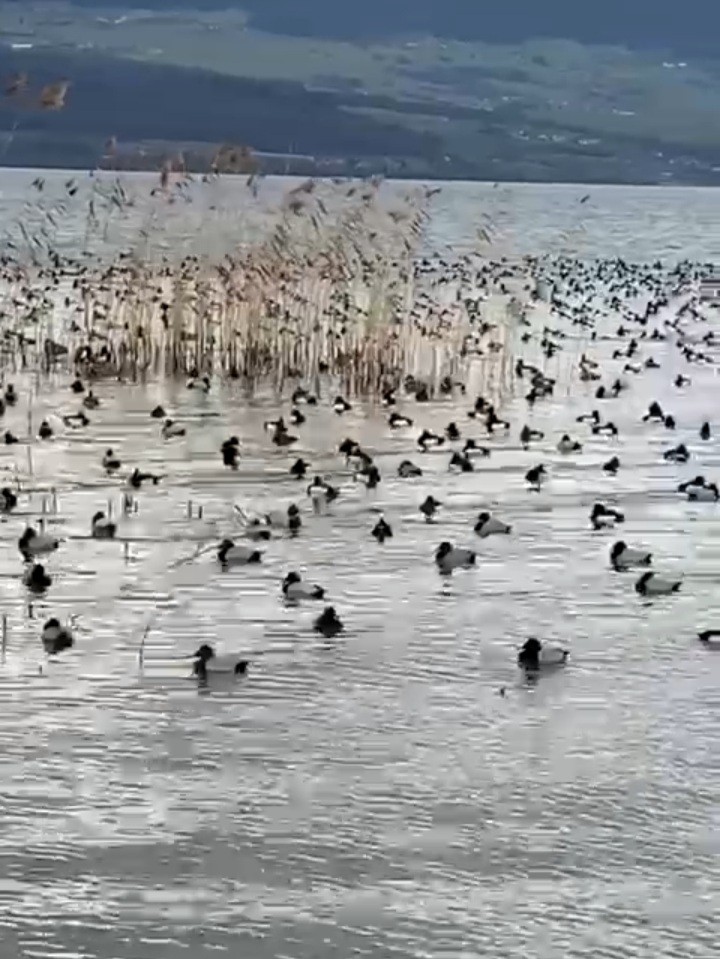 Tufted Duck - ML386364241