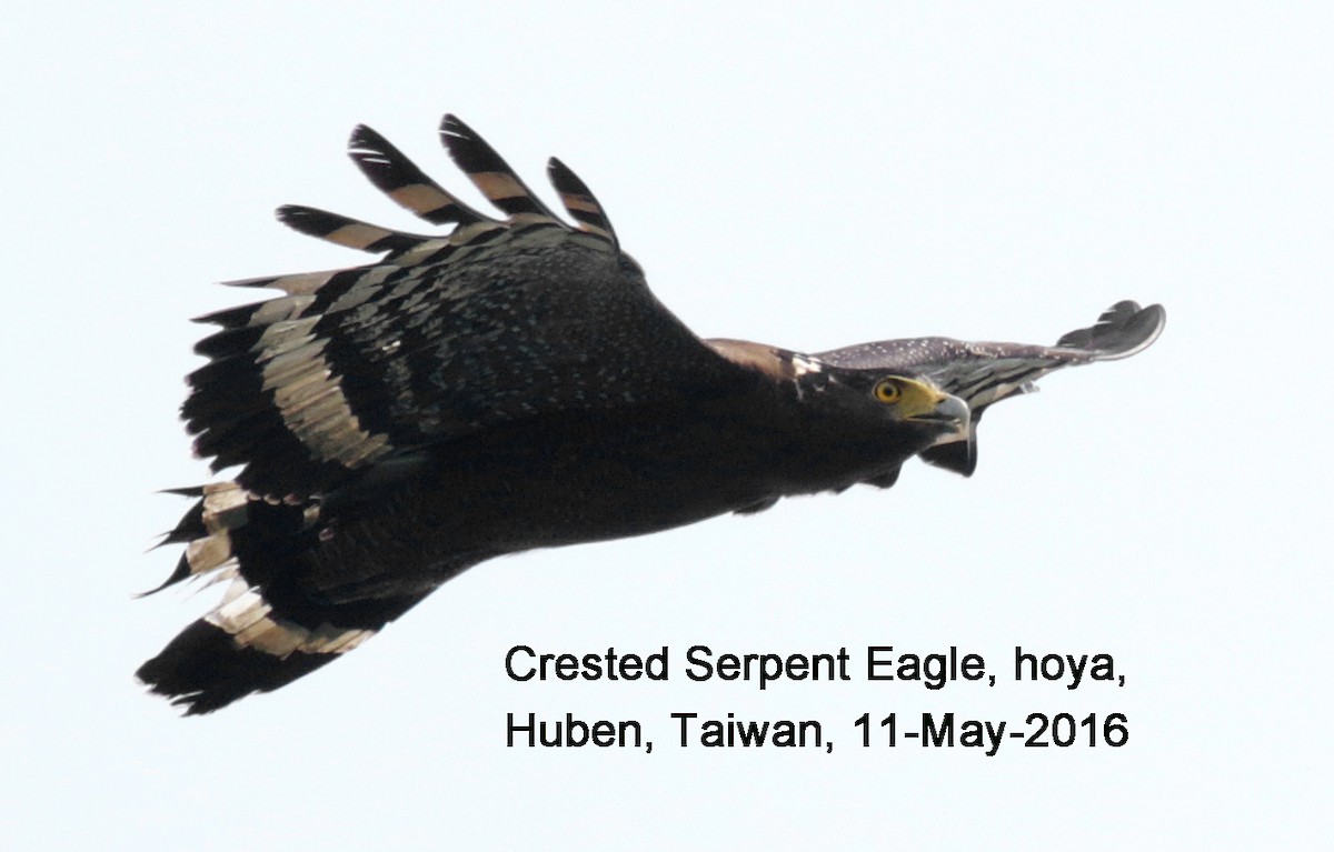 Crested Serpent-Eagle - Ed Thomas