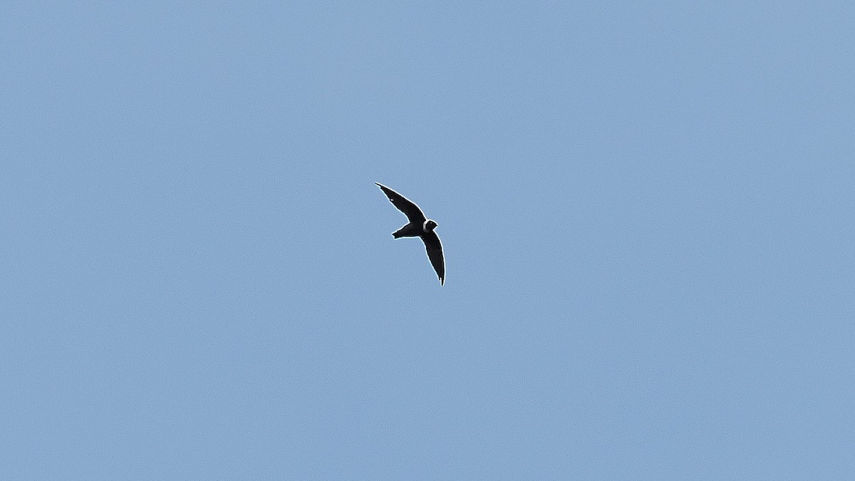 White-collared Swift - Mario Martin