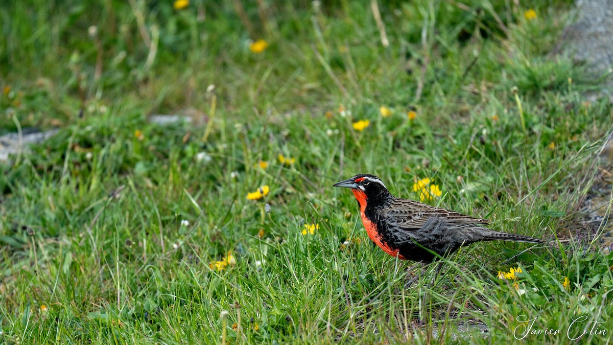 Long-tailed Meadowlark - ML386368221