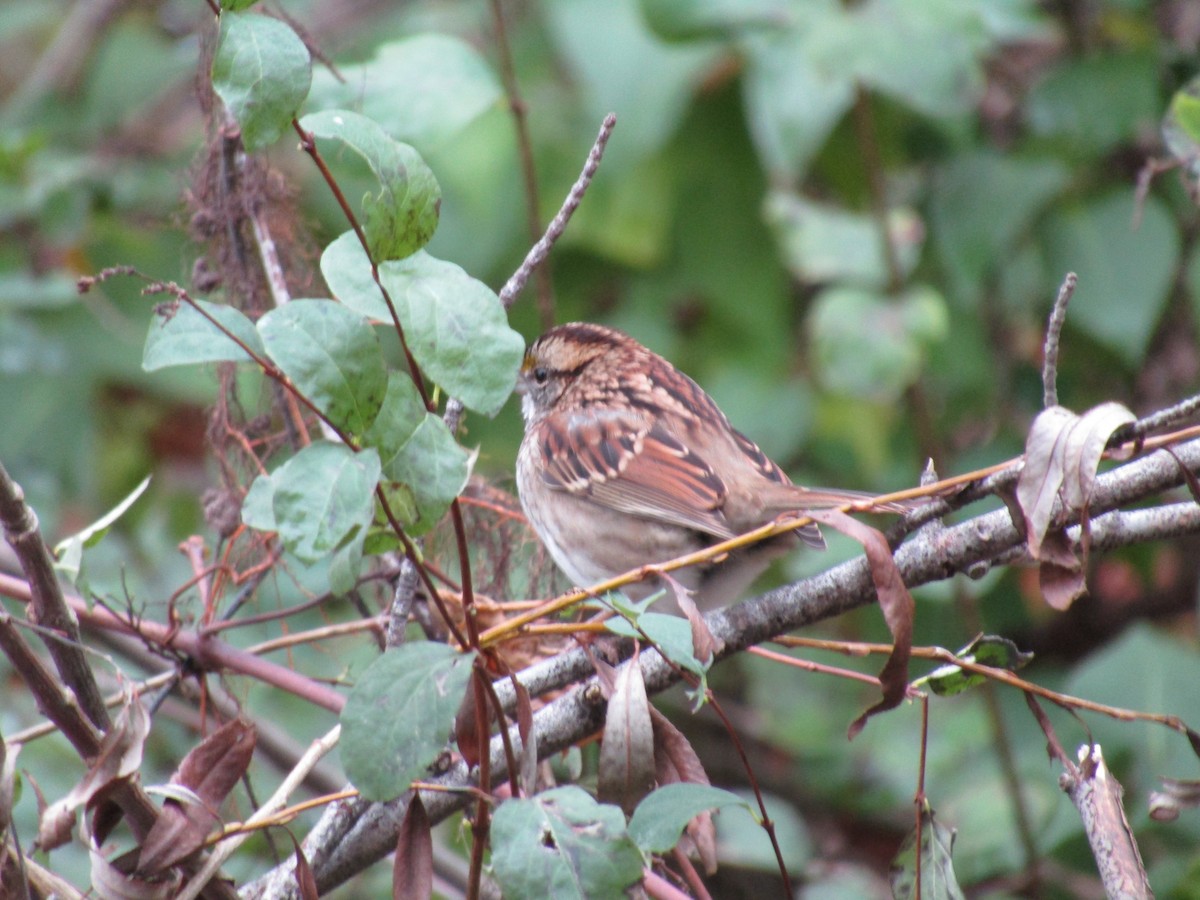 White-throated Sparrow - Alyssa Couroux