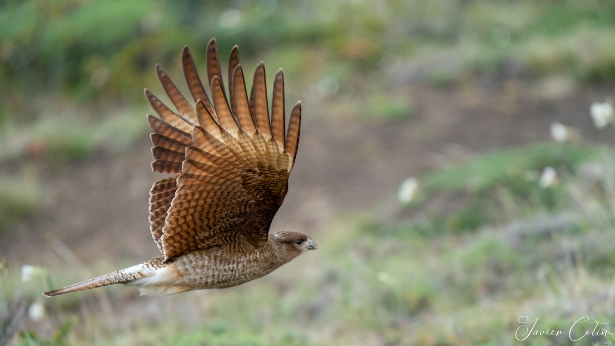 Chimango Caracara - Javier Cotin