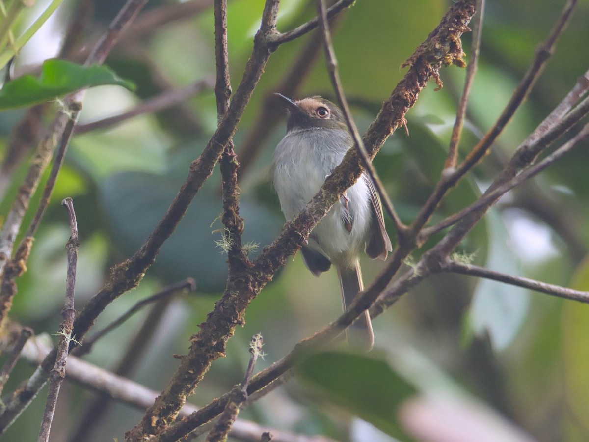 Black-throated Tody-Tyrant - ML386370561