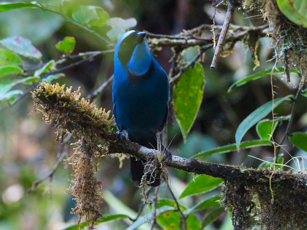 Turquoise Jay - ML386370621