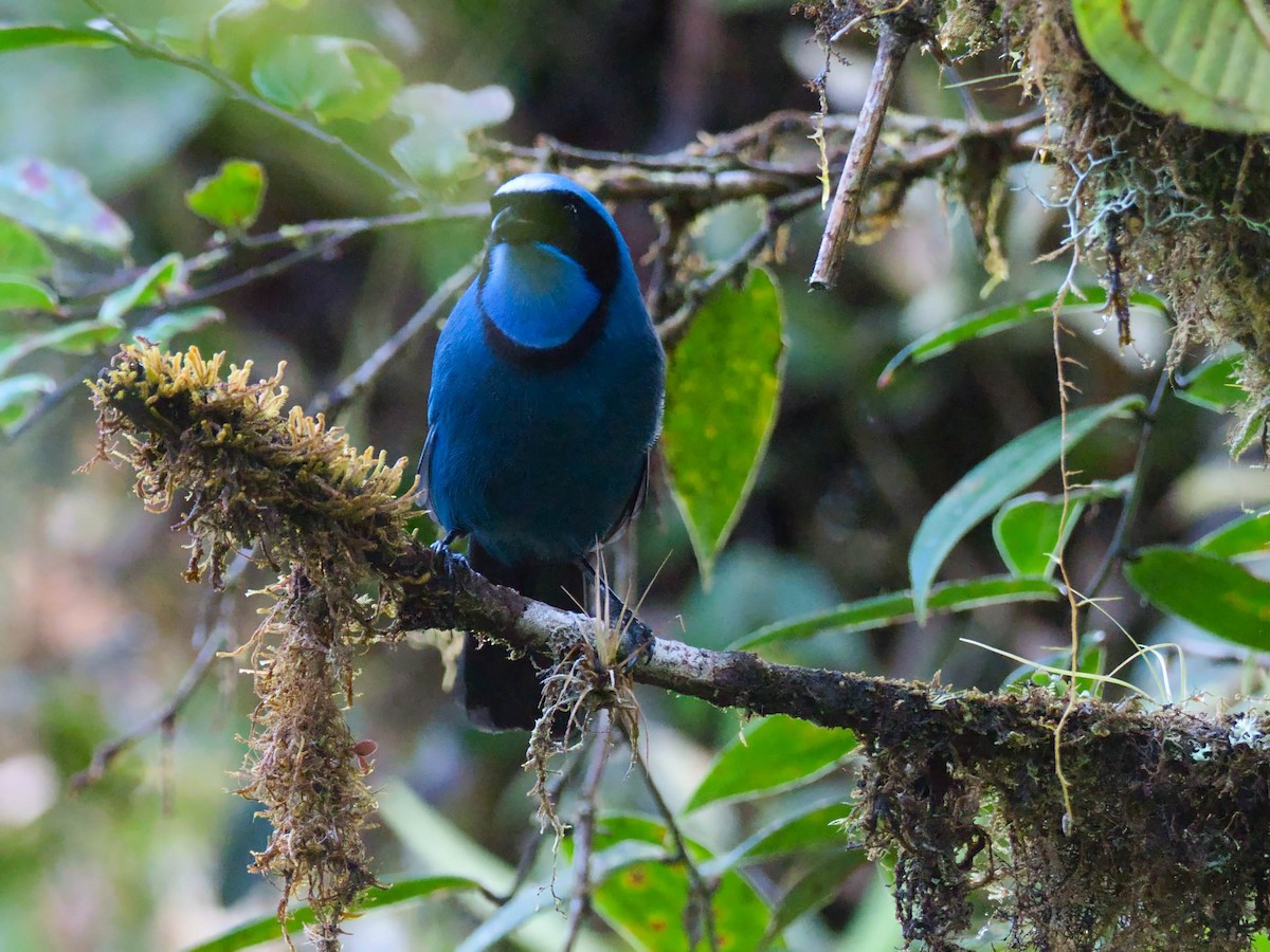 Turquoise Jay - Eric Carpenter