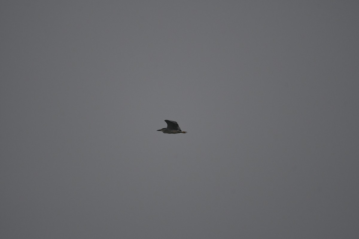 Black-crowned Night Heron - ML386371171
