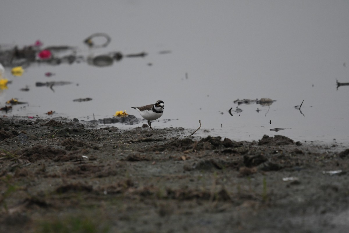 Little Ringed Plover - ML386371641