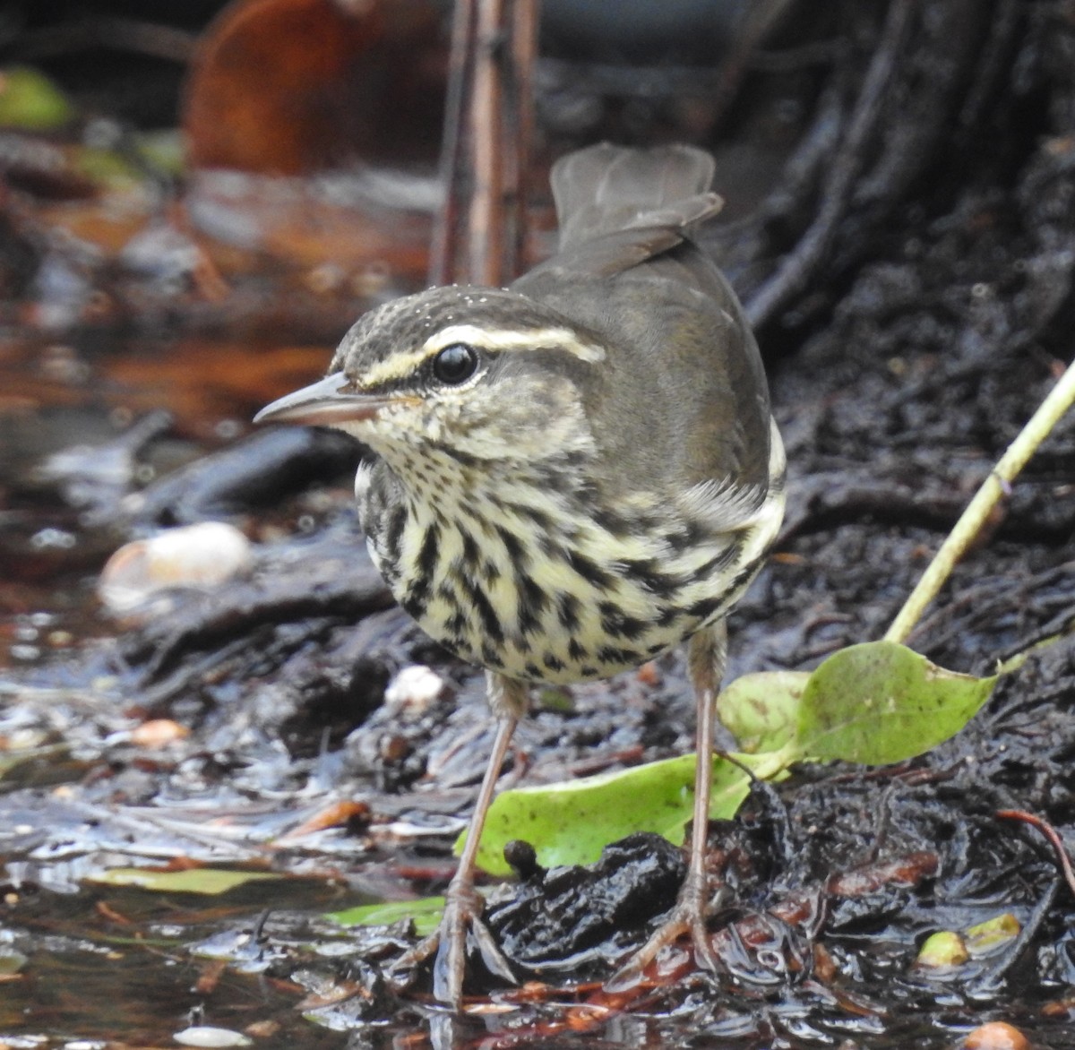 Northern Waterthrush - ML38637231