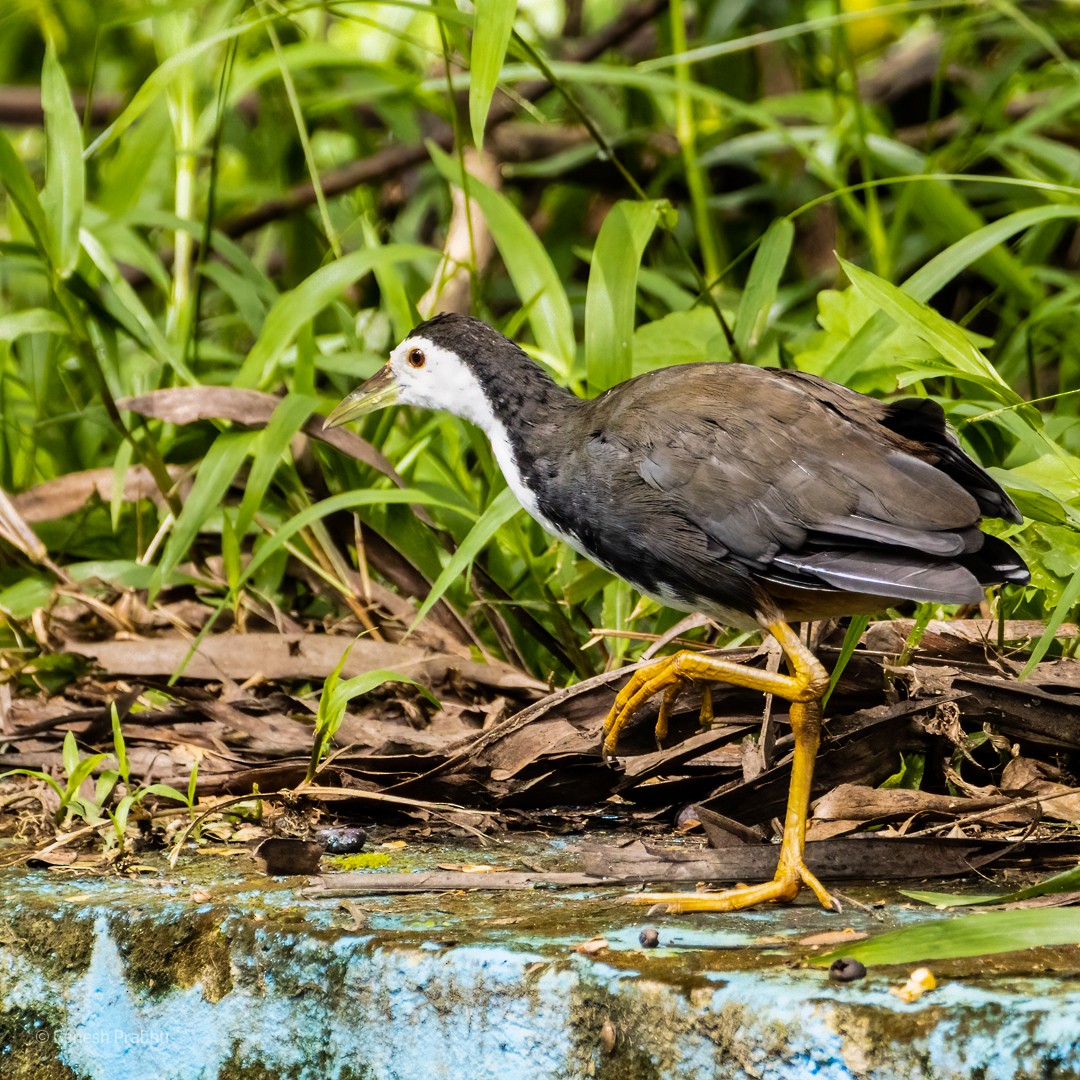 White-breasted Waterhen - ML386374371