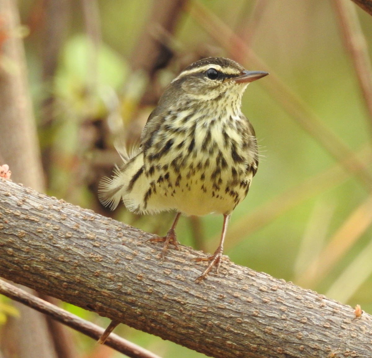 Northern Waterthrush - ML38637501