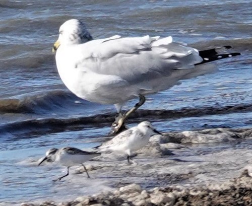 Bergstrandläufer - ML386375851