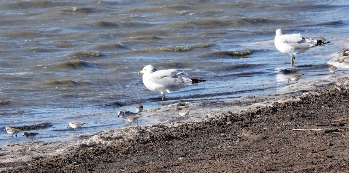 Western Sandpiper - ML386375861