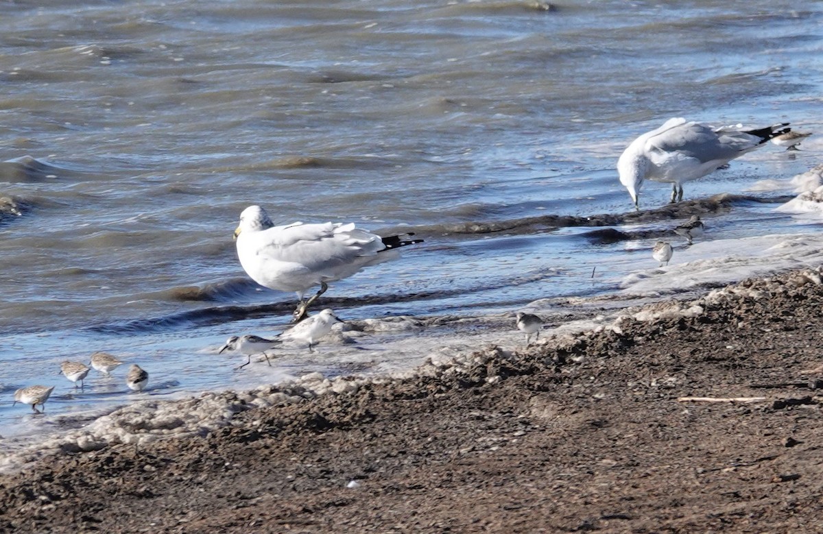 Western Sandpiper - ML386375871