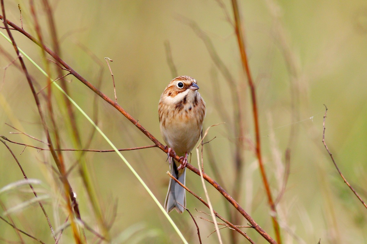 Pallas's Bunting - u7 Liao