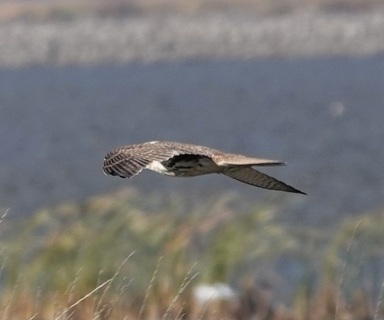 Prairie Falcon - ML386376011