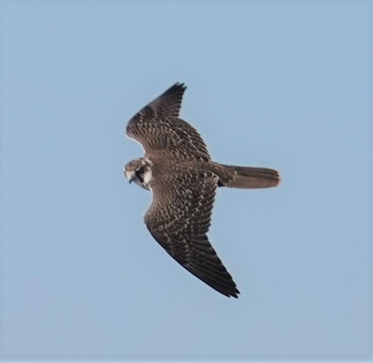 Prairie Falcon - ML386376071