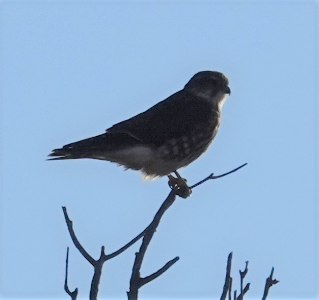 בז גמדי - ML386376741