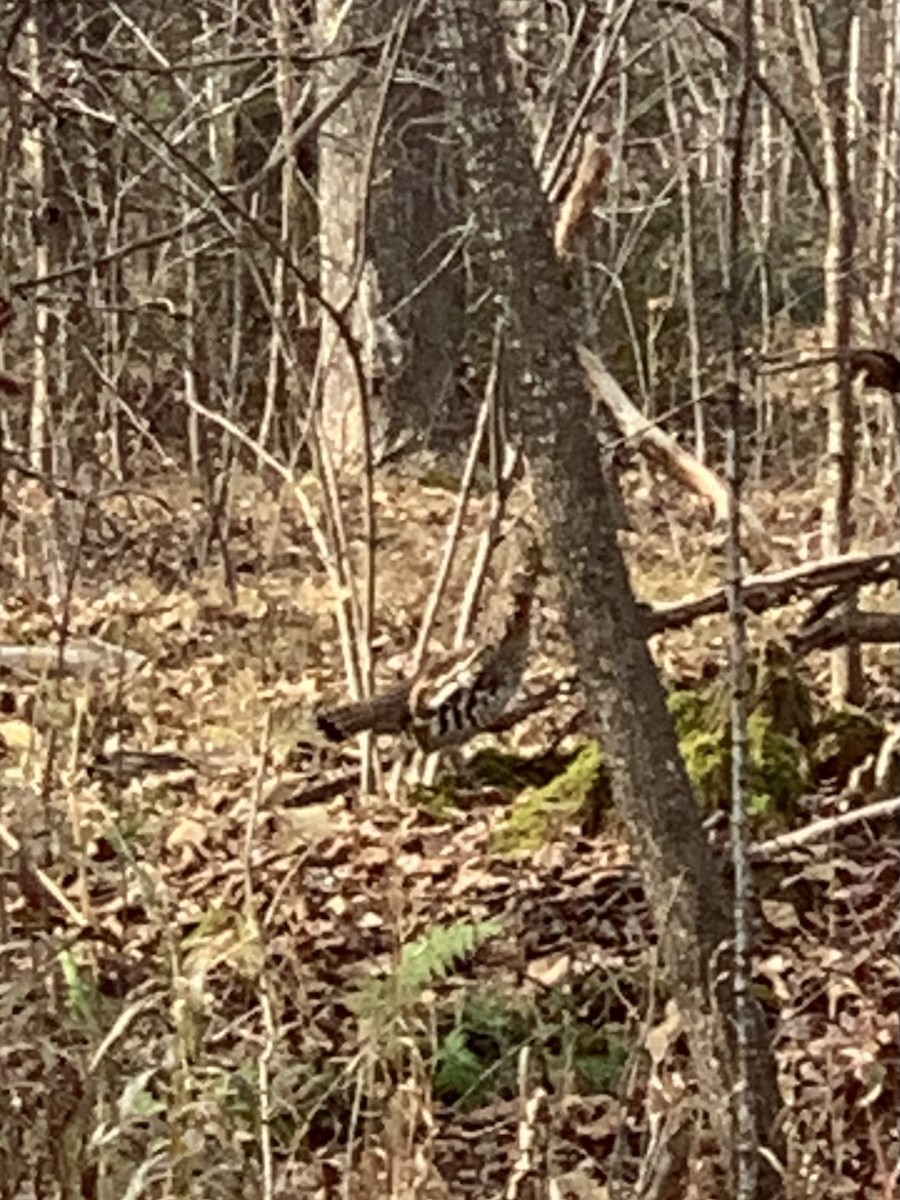 Ruffed Grouse - ML386378421