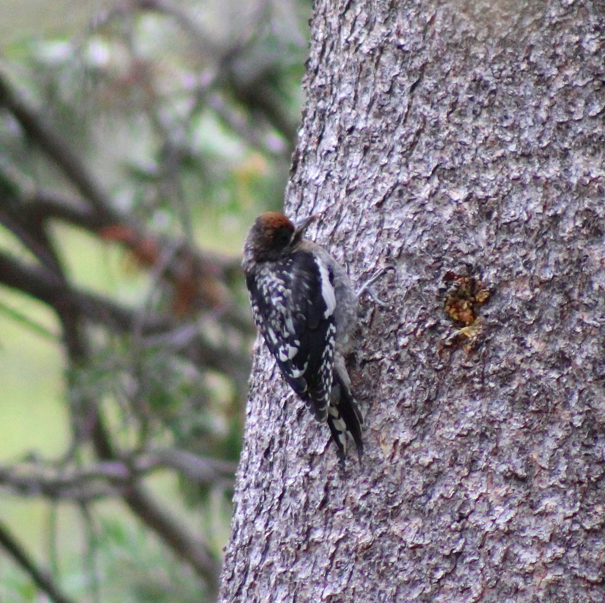 Red-breasted Sapsucker - ML38637871