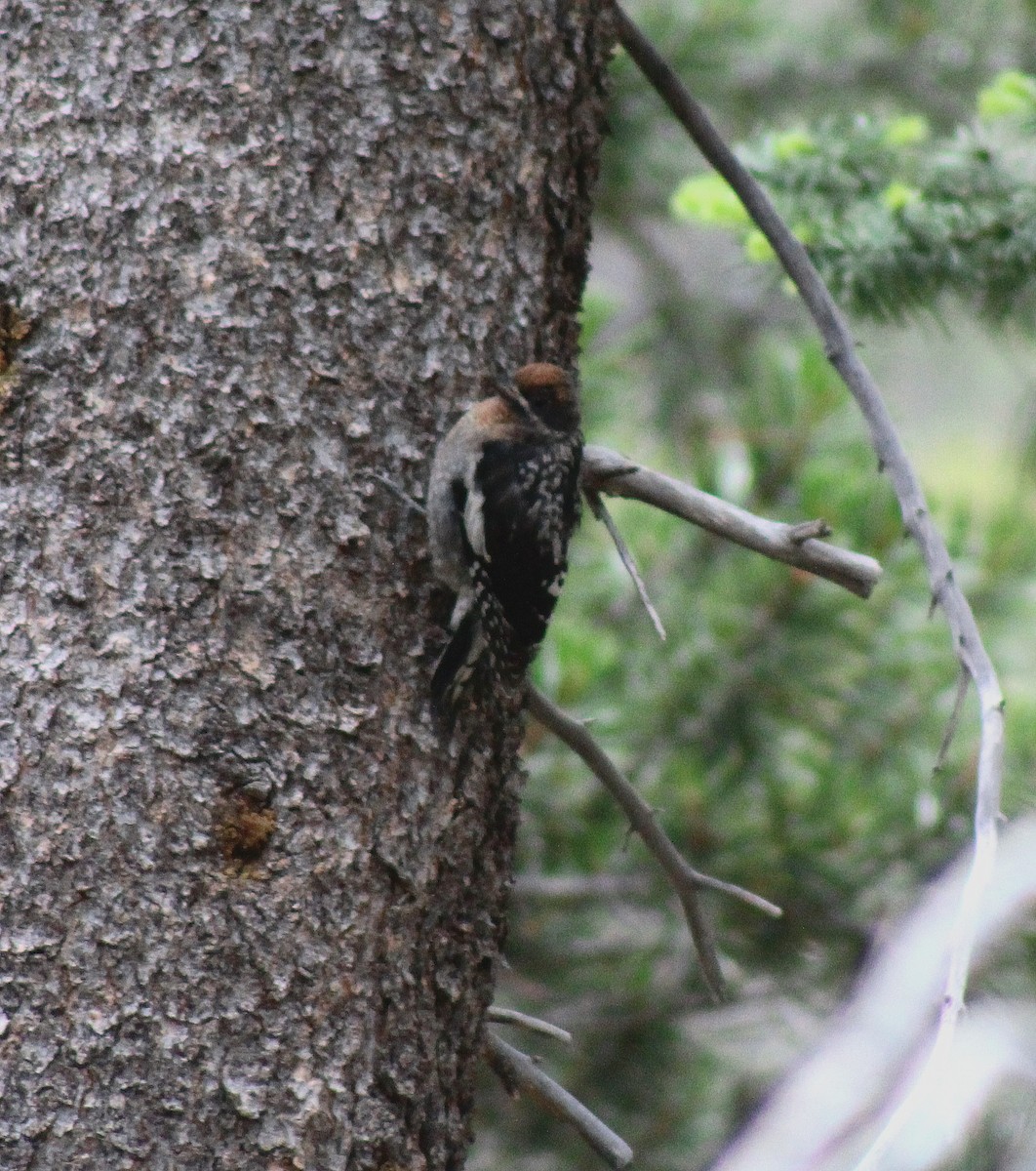 Red-breasted Sapsucker - ML38637881