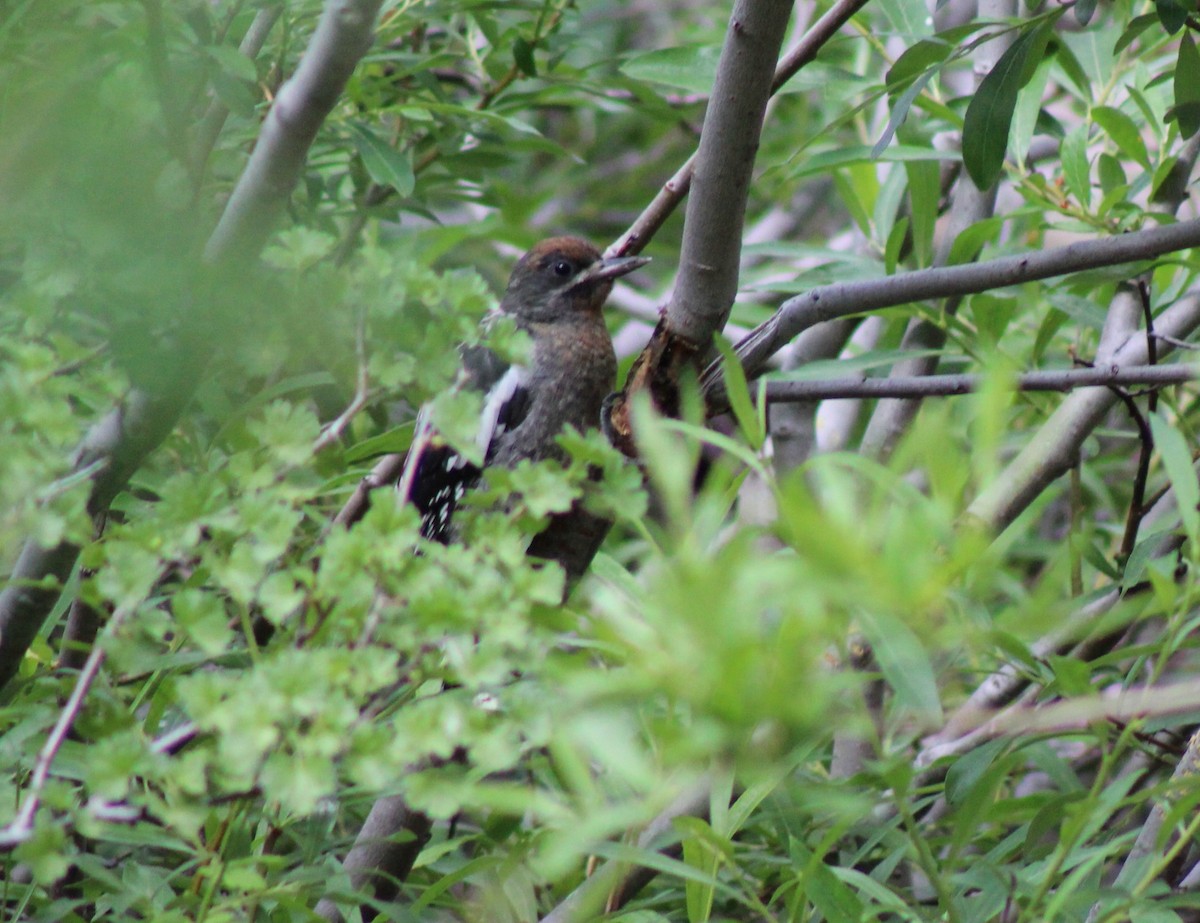 Red-breasted Sapsucker - ML38637891